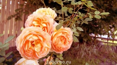 Наши цветы. В саду - _DSC3517.JPG