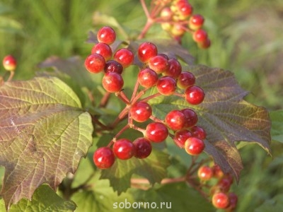 Наши цветы. В саду - _DSC3713.JPG