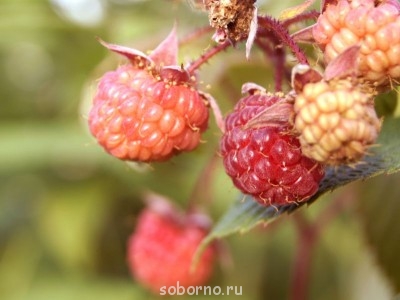 Наши цветы. В саду - _DSC3725.JPG