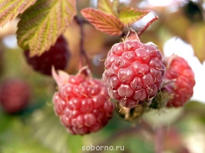 Наши цветы. В саду - _DSC3728.JPG