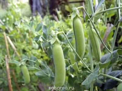 Наши цветы. В саду - _DSC3720.JPG