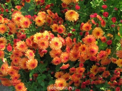 Наши цветы. В саду - IMG_4533.jpg