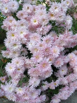 Наши цветы. В саду - IMG_4543.jpg