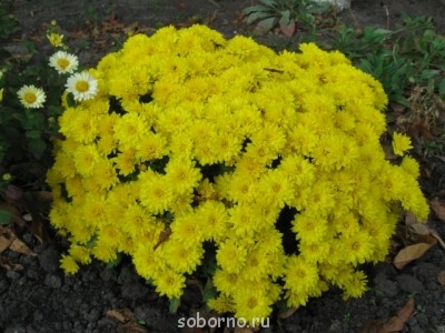 Наши цветы. В саду - IMG_4546.jpg