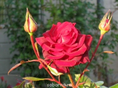 Наши цветы. В саду - IMG_4555.jpg