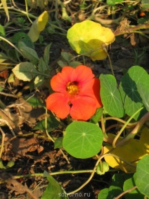 Наши цветы. В саду - IMG_4556.jpg