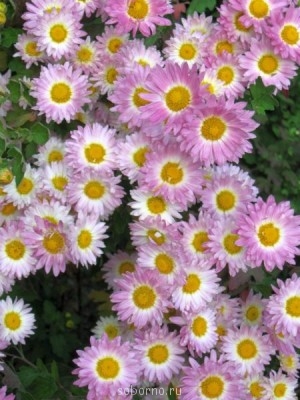 Наши цветы. В саду - IMG_4558.jpg