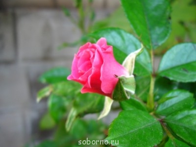 Наши цветы. В саду - IMG_4580.jpg