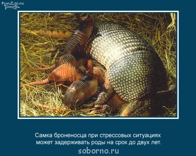 Это интересно - 95231177_1242082222_1.jpg