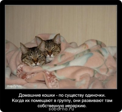 Это интересно - 1266492541_57.jpg