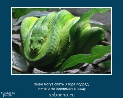 Это интересно - facts_15.jpg