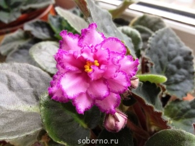 Домашние любимцы комнатные цветы  - IMG_0192.JPG