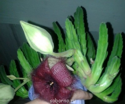 Домашние любимцы комнатные цветы  - 2014-10-21 18.46.18.jpg