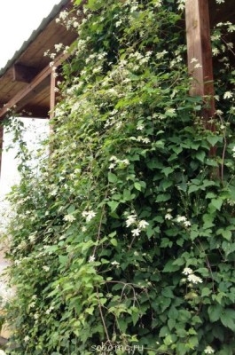 Наши цветы. В саду - IMG_0065.JPG