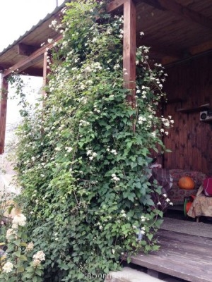 Наши цветы. В саду - IMG_0066.JPG