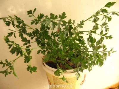 Огород на балконе - IMG_1225.JPG