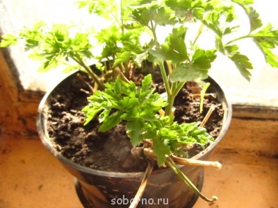 Огород на балконе - IMG_1224.JPG