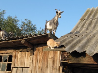 Ох уж эти козы  - IMG_0475[1].jpg