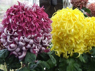 Просто интересное - 1010123_859084344116298_6285109252569103708_n.jpg