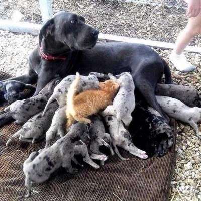 Они такие забавные смешные фото и видео  - 10518993_797895913602512_5326161683263524119_n.jpg