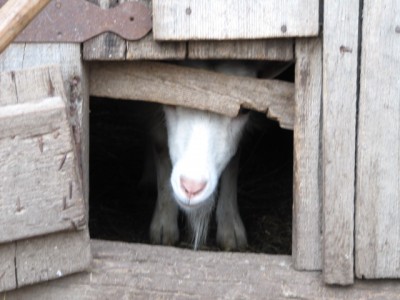 Ох уж эти козы  - IMG_0663[1].jpg