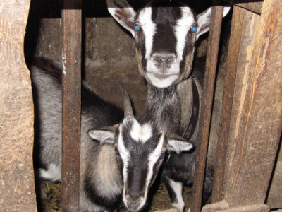 Ох уж эти козы  - IMG_0736[1].jpg