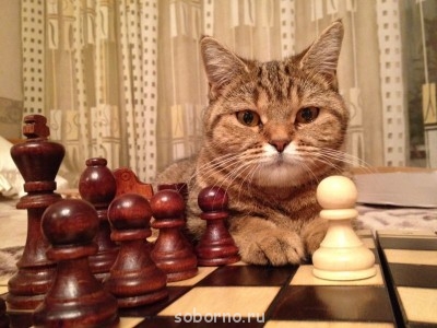 Кошки - очарование МОЁ - IMG_0280.JPG