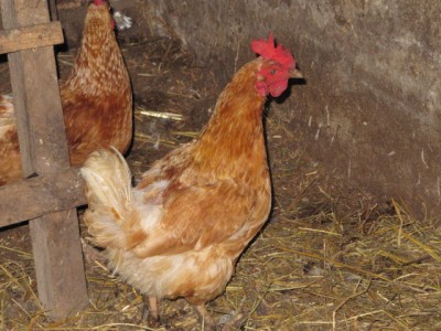 Птичий двор - IMG_0746[1].jpg