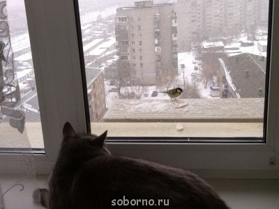 Кошки - очарование МОЁ - IMG_20141031_160134.jpg