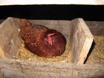 Птичий двор - IMG_0747[1].jpg