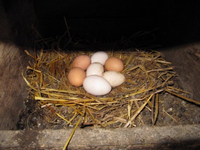 Птичий двор - IMG_0748[1].jpg