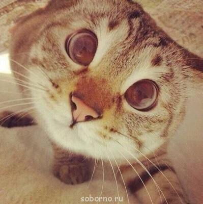 Кошки - очарование МОЁ - image.jpg