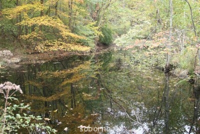 Фотоконкурс Осенняя пора, очей очарованье Только фото  - 2105605.jpg