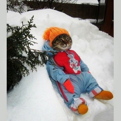 Они такие забавные смешные фото и видео  - image.jpg