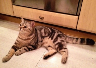 Кошки - очарование МОЁ - IMG_0429.JPG