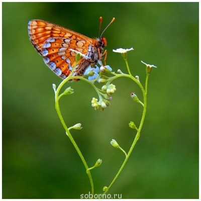 Добрые картинки - C6B1A73rQmg.jpg