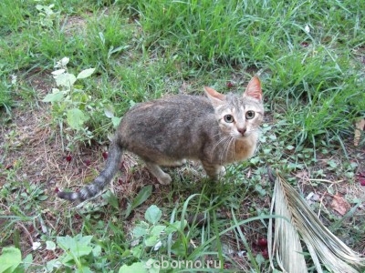 Корфу, Бари и материковая Греция. Записки упрямого ослика - таверна кошка.jpg