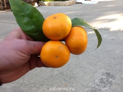 Доброе утро и Спокойной ночи  - image.jpg