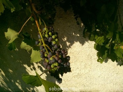 Путешествие по святым местам Корфу - Метеоры Греция  - виноград.jpg