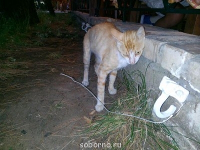 Путешествие по святым местам Корфу - Метеоры Греция  - бенитес кот.jpg