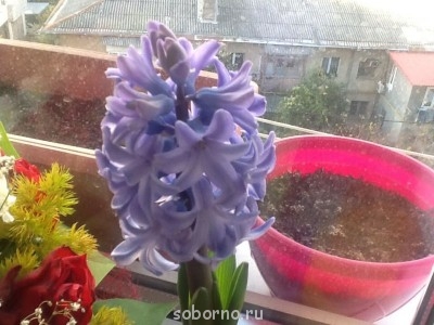 Доброе утро и Спокойной ночи  - image.jpg