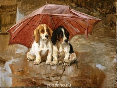 Они такие забавные смешные фото и видео  - В мире животных (25).jpg