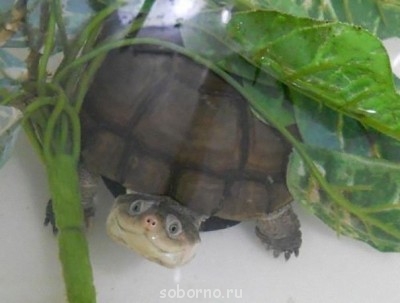 С улыбкой о многом =  - image.jpg