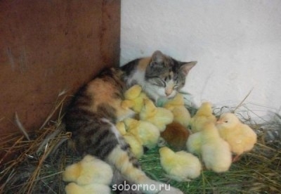 Кошки - очарование МОЁ - image.jpg