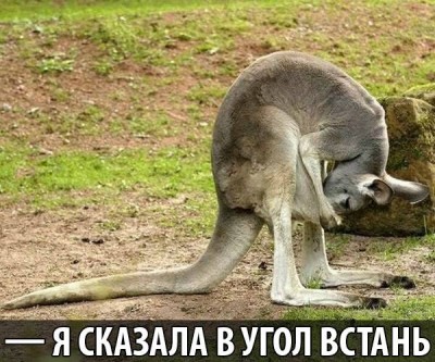 Они такие забавные смешные фото и видео  - 1510785_408541982629135_4543369238854461557_n.jpg