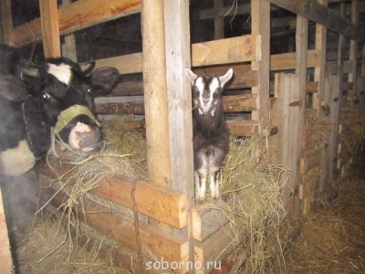 Ох уж эти козы  - IMG_1593.JPG