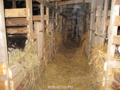 Ох уж эти козы  - IMG_1591.JPG