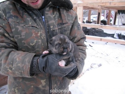 Наши верные друзья - собаки - IMG_1599.JPG