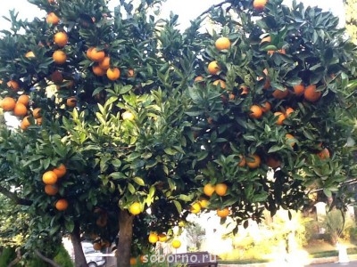 Россия_новости - image.jpg