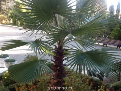 Россия_новости - image.jpg